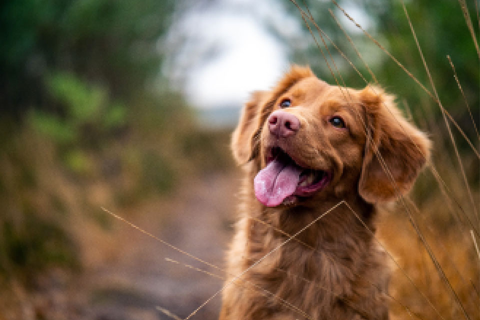 Max the brown dog, sitting at a natures trail road, looking patiently at his owner.